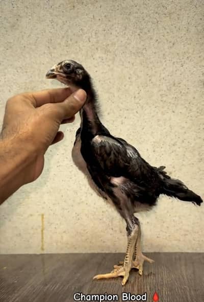 pure Thai pakoya chicks  available