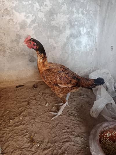 barme pakoye female bangum