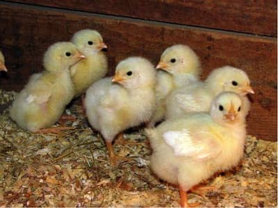 breeds of hens ands chicks all type of.