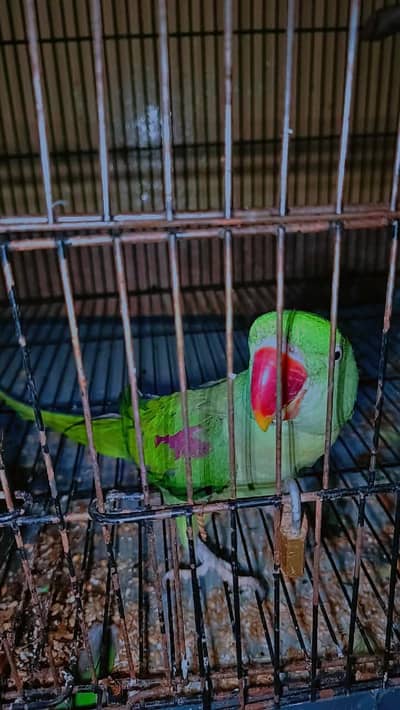 Raw parrot pait for sell