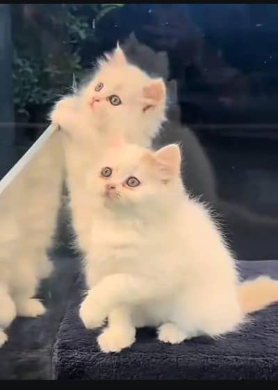 Persian cat for sale my WhatsApp number  0324-12-95-120