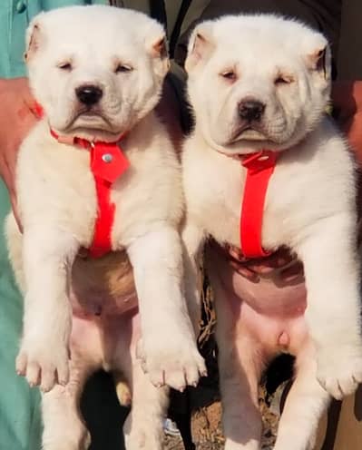 alabai dog | king alabai | alabai puppies | guard dog