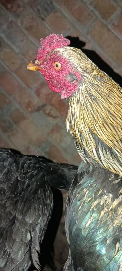 Aseel | Murga | Desi Cross