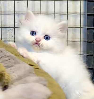 Cat | kittens | Persian  | Punch face ÖƷ‿4Öᴗ58ᴗ786ᴗ୨7 ωhat$ap
