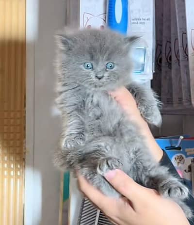 Cat | kittens | Persian  | Punch face ÖƷ‿4Öᴗ58ᴗ786ᴗ୨7 ωhat$ap
