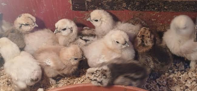 white Silkie 17 Days old Heritage Chicks Blue Ears 5 Fingers