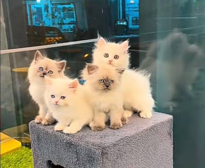 Cat | kittens | Persian  | Punch face ÖƷ‿4Öᴗ58ᴗ786ᴗ୨7 ωhat$ap