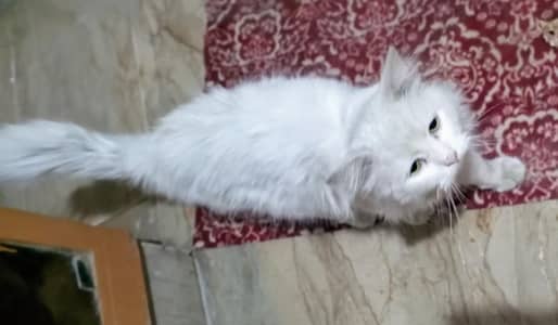 Persian male cat for sale