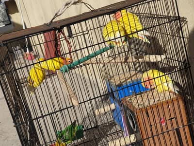 Love birds and albino pairs