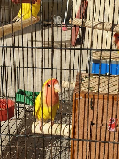 Love bird red eye yellow