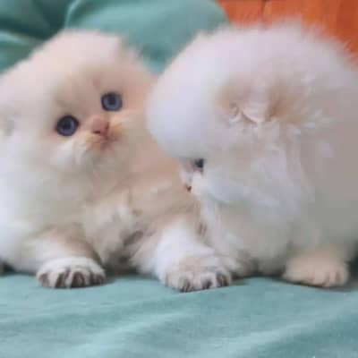 White Scottish Fold Long Haired kittens