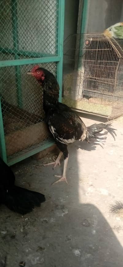 2 Sindhi Lasani Cross males