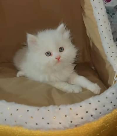 Cat | kittens | Persian  | Punch face ÖƷ‿4Öᴗ58ᴗ786ᴗ୨7 ωhat$ap