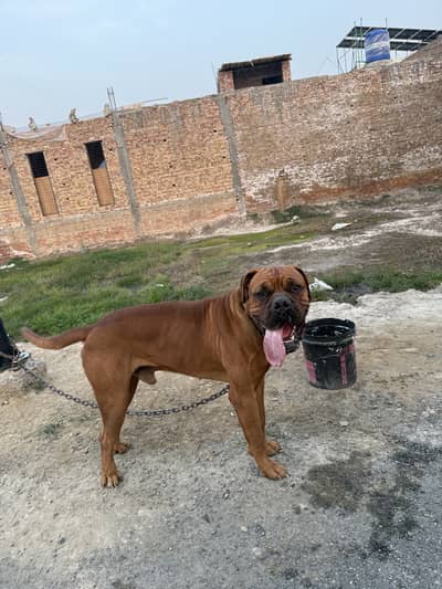 English bullmastiff/ bullmastiff