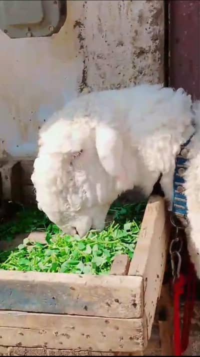 Pure Khare Dumbe ki Jori For Sale