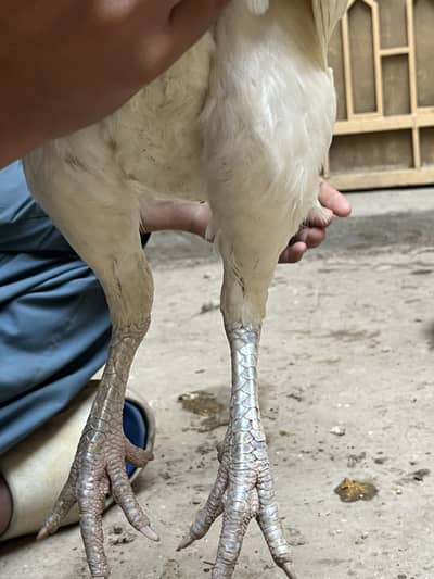 White hera murgi for sale