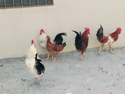 Golden Misri Murgy male full tiyar