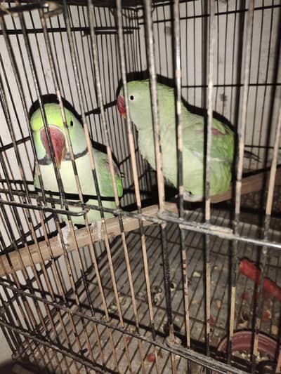 Alexander Kashmiri Raw  Talking ( Breeder Pair )