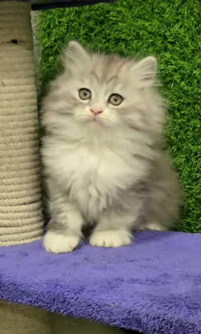 Cat | kittens | Persian  | Punch face ÖƷ‿4Öᴗ58ᴗ786ᴗ୨7 ωhat$ap