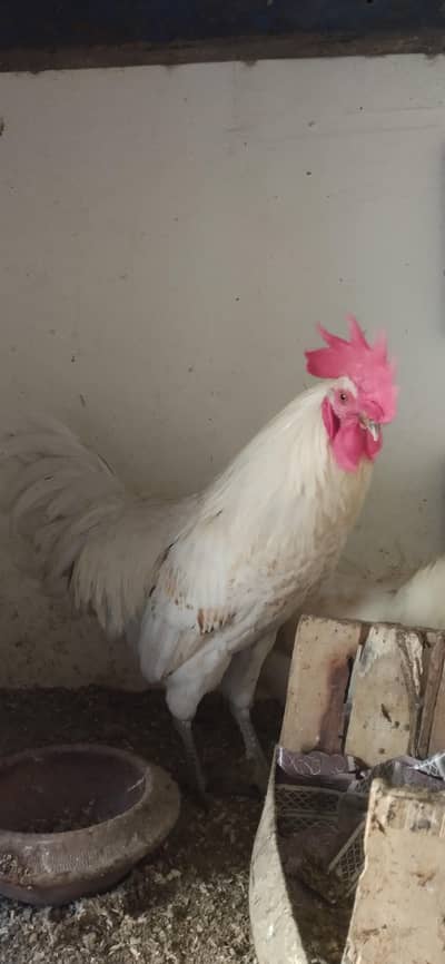 GHAR KA PALA PURE DESI COCK