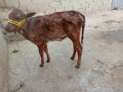 Jersey cross wachi 0314 5387877