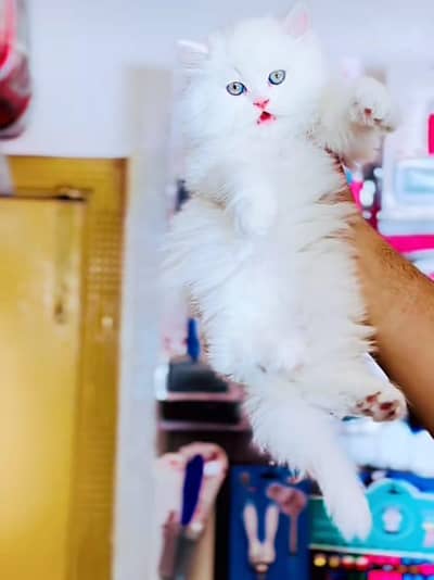 Cat | kittens | Persian  | Punch face ÖƷ‿4Öᴗ58ᴗ786ᴗ୨7 ωhat$ap