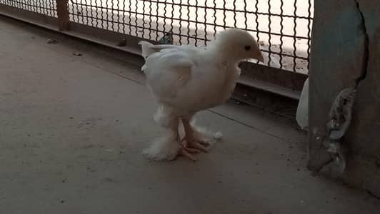 white heavy buff Cochin chick