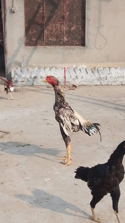 Ganoi aseel for sale.