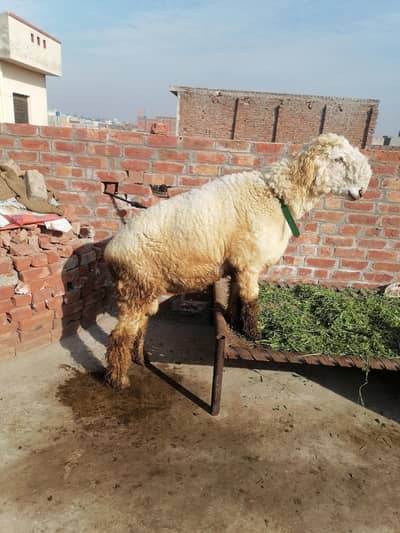 : Heavy Weight, Bilkul Sehatmand Bakra Sale Ke Liye Available