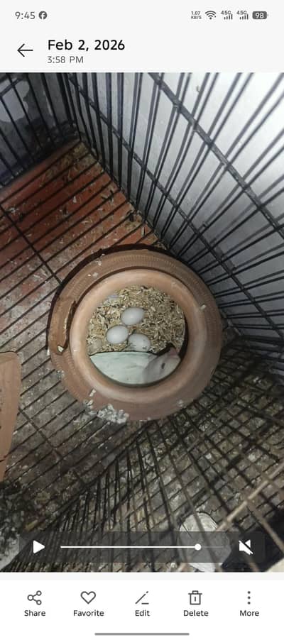 Albino Red Eyes Lovebird Breeder Pair With Egg