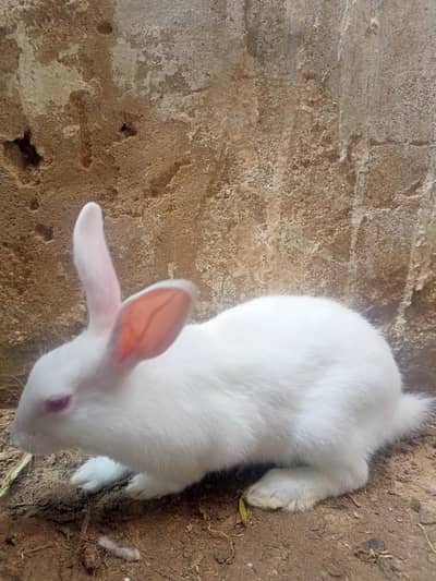 rabbit bunnies and rabbit male for sell