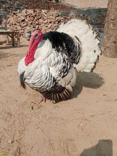 beautiful turkey bird 