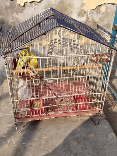Parrot for sale with Cage