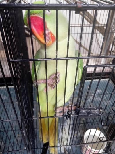 Kashmiri Raw Parrot Female