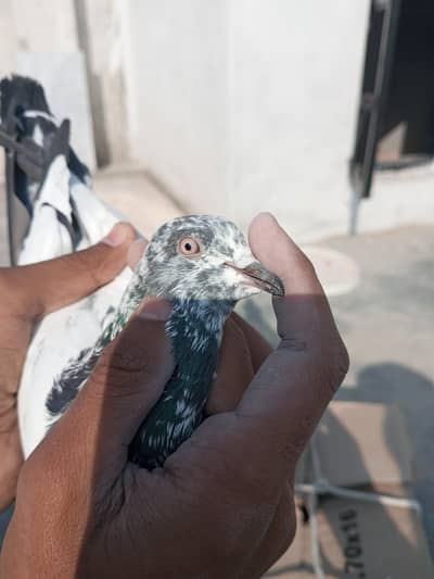 9 kalie ka patha hai