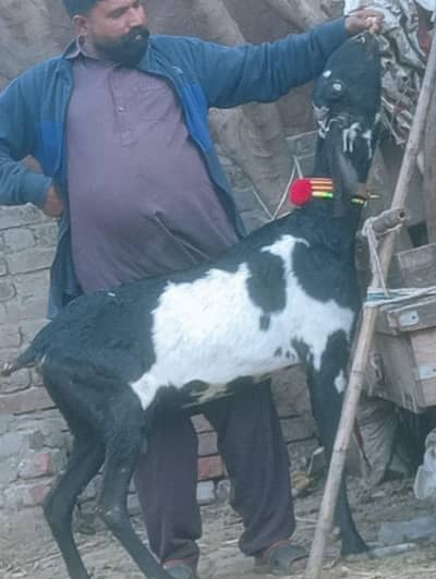 Beetal Dabi Gabn path sale