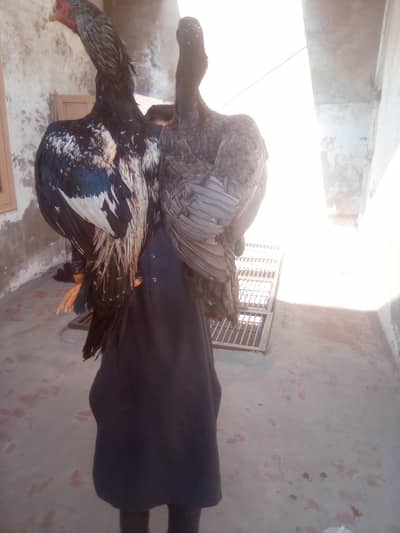 pair aseel location Faisalabad