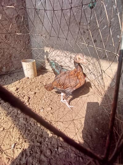 Aseel female Healthy and active Age Almost 3 months