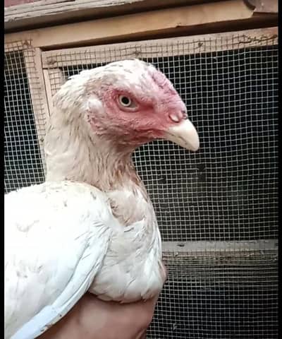 Miawali Female for Sale