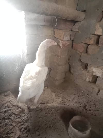 paper white Aseel pair