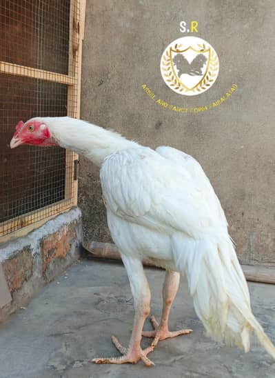 white paper aseel Blue eyes