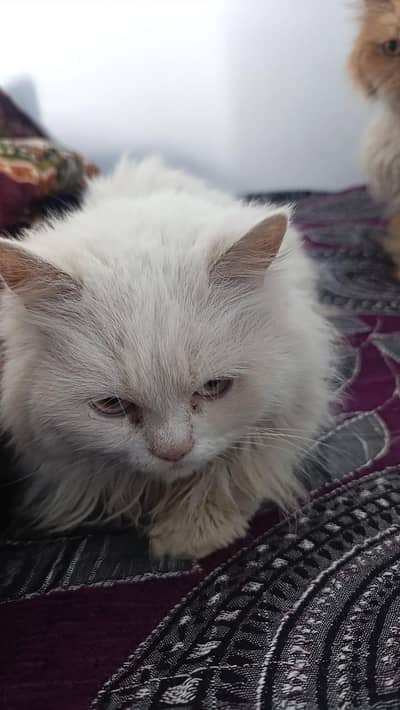 persian white cat female