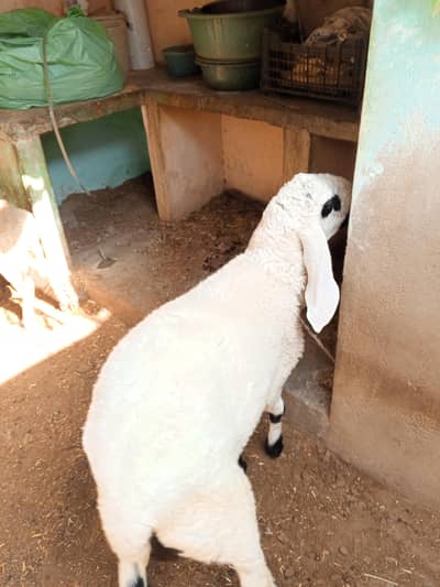 VIP dumba urgent for sale