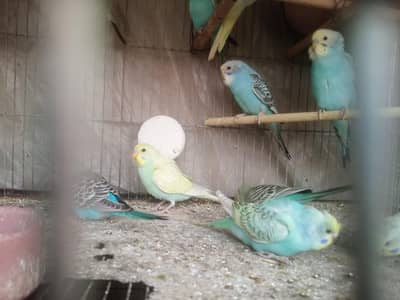 Australian budgies patthay