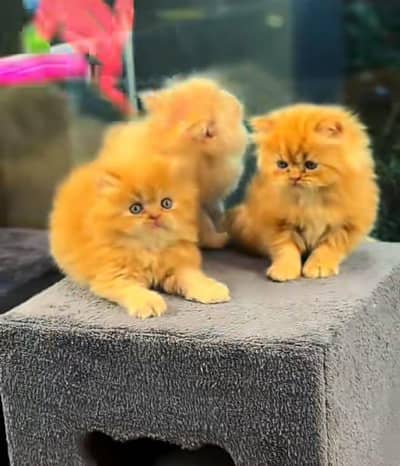 Cat | kittens | Persian  | Punch face ÖƷ‿4Öᴗ58ᴗ786ᴗ୨7 ωhat$ap
