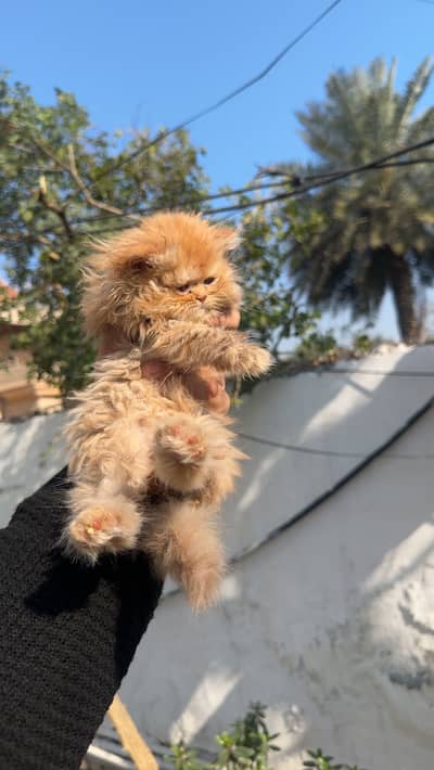 Punch face ginger colour female kitten