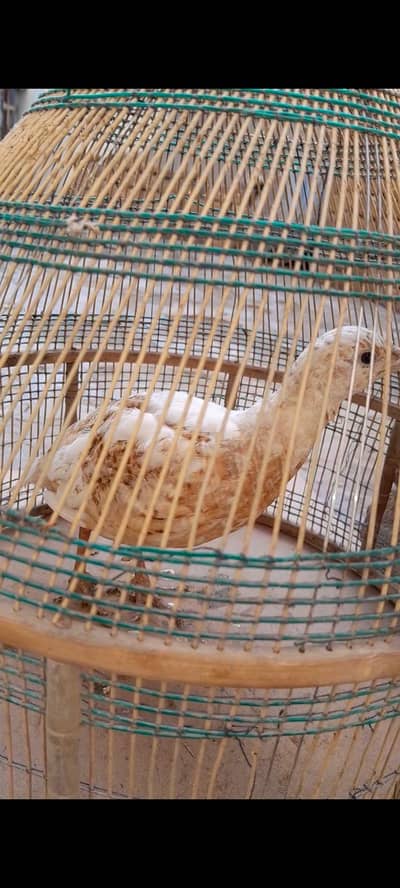 white teetar patha for sale