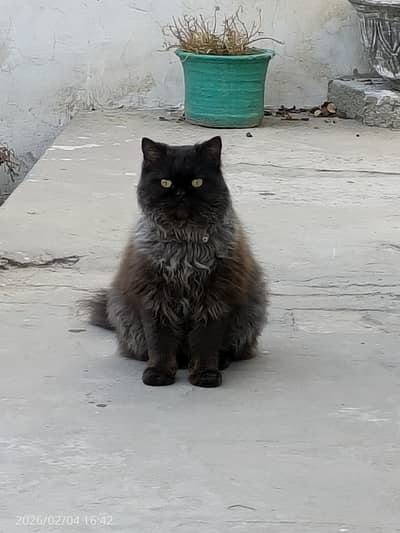 Persian Long Coated Trained Kittens