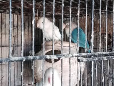 Love Birds Male , female, pairs re sale