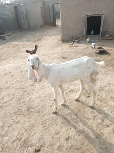 گھر میں پالی گئی خوبصورت سفید بکری فروخت کے لیے